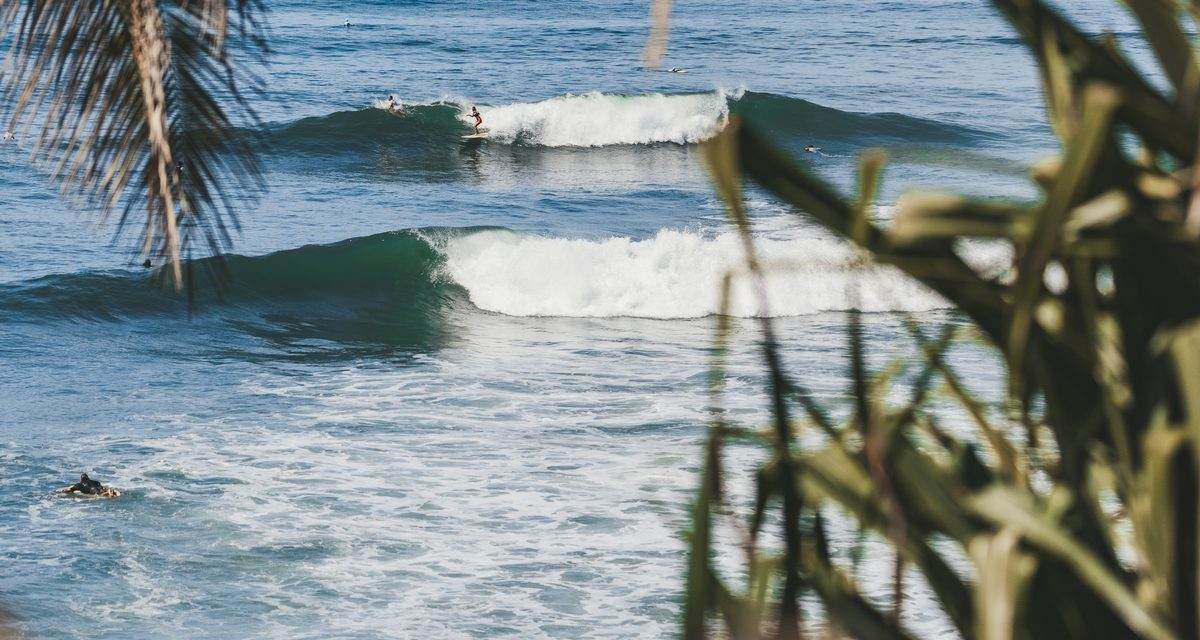 The lineup at El Sunzal seen through palm fronds, two longboarders up and riding