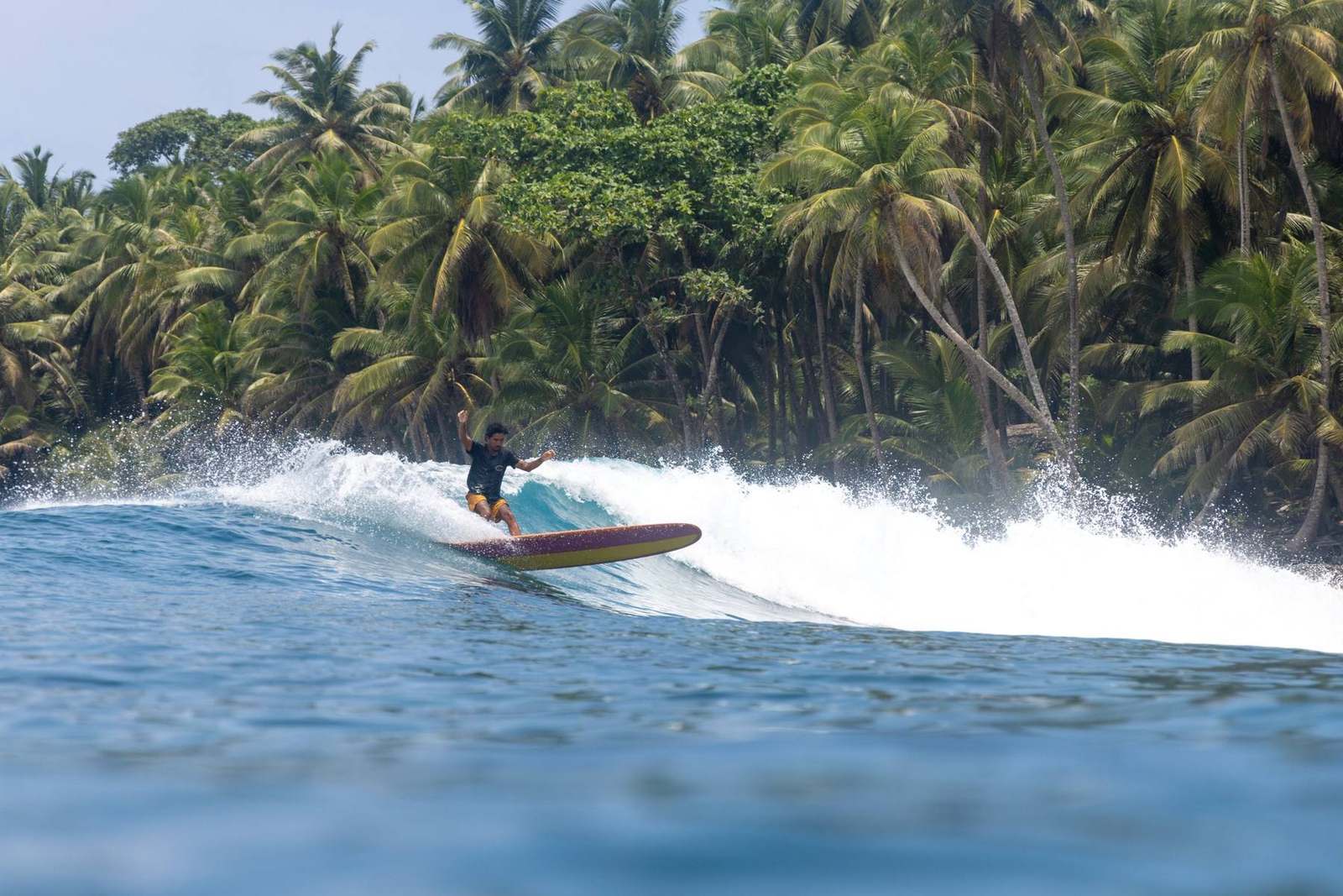 A longboarder trimming a right hander in front of a wall of palms in the Mentawais