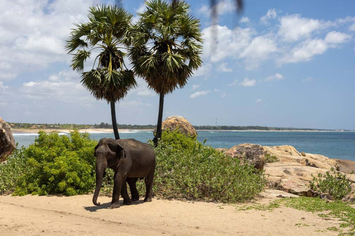 An elephant walking along the sand under two palms on the Sri Lankan coast, the bay behind it